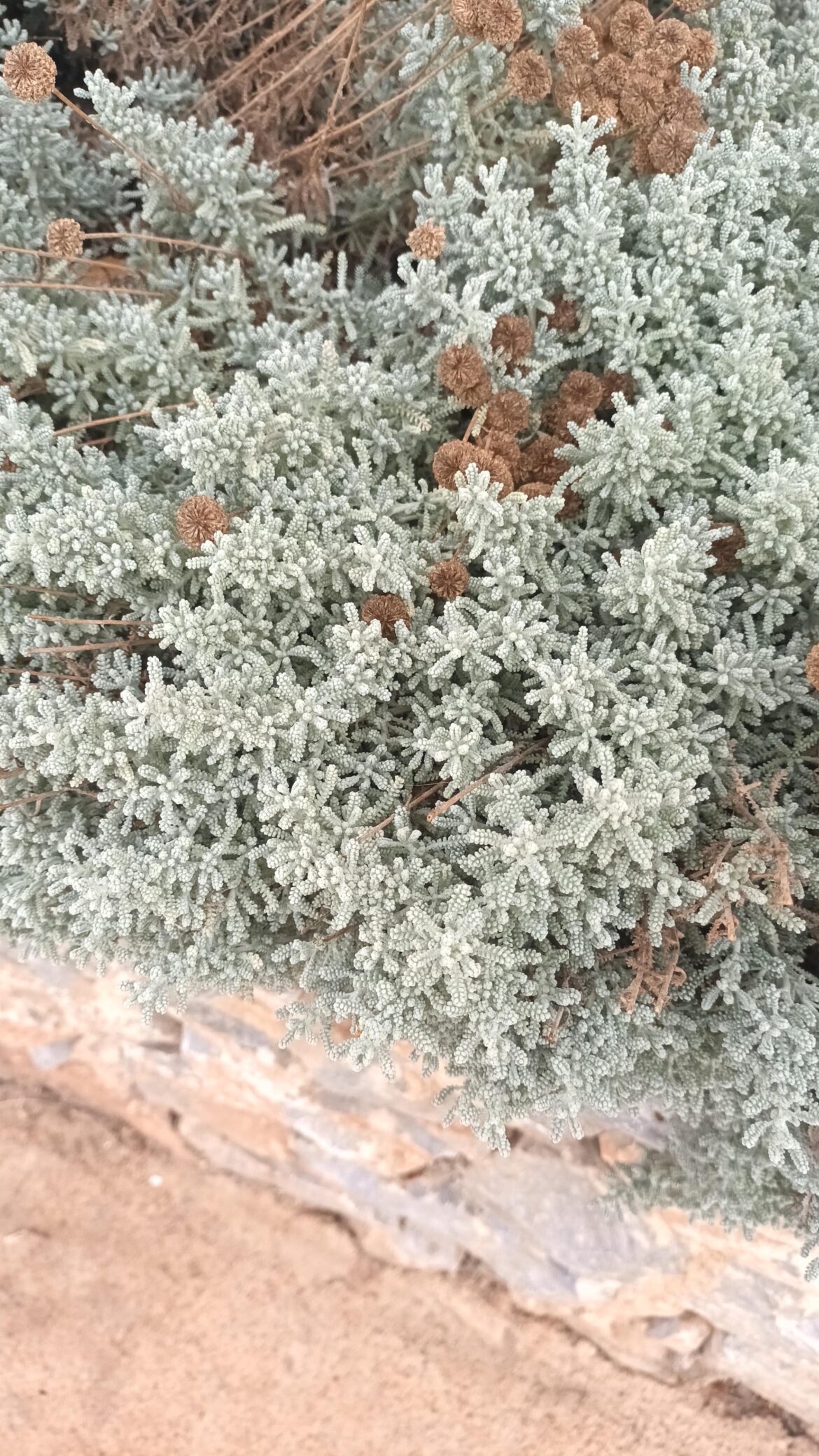 What's this?smells amazing