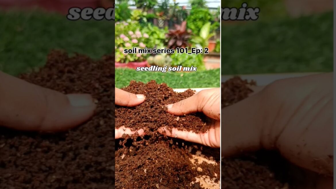 How to make soil mix for seedlings ☘️✨#plants#youtubeshorts #shorts #bloomyesha How to make soil mix for seedlings ☘️✨#plants#youtubeshorts #shorts #bloomyesha