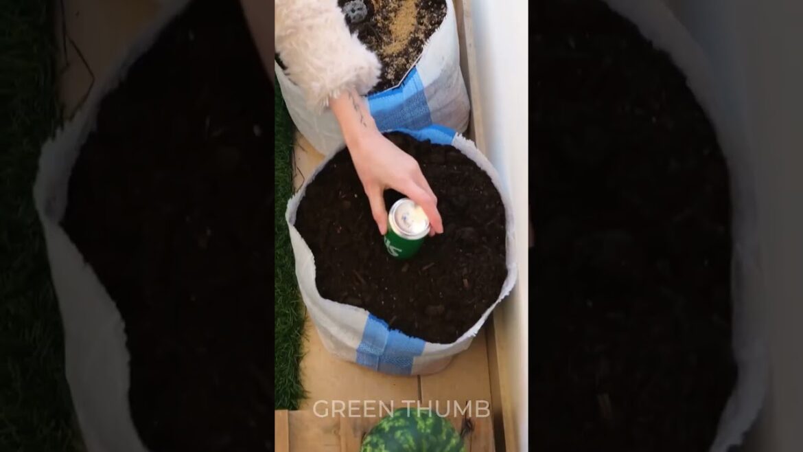 The MOST Fruitful URBAN Gardening 🍉