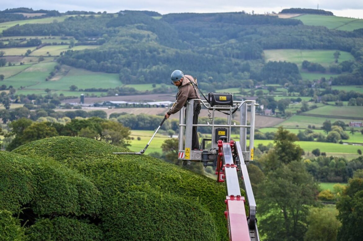 ‘I’m a brave Mid Wales gardener who uses a cherry picker to trim 300-year-old hedges at this beautiful historic castle’ Dan Bull, gardener, at Powis Castle trimming the Yew Topiary.