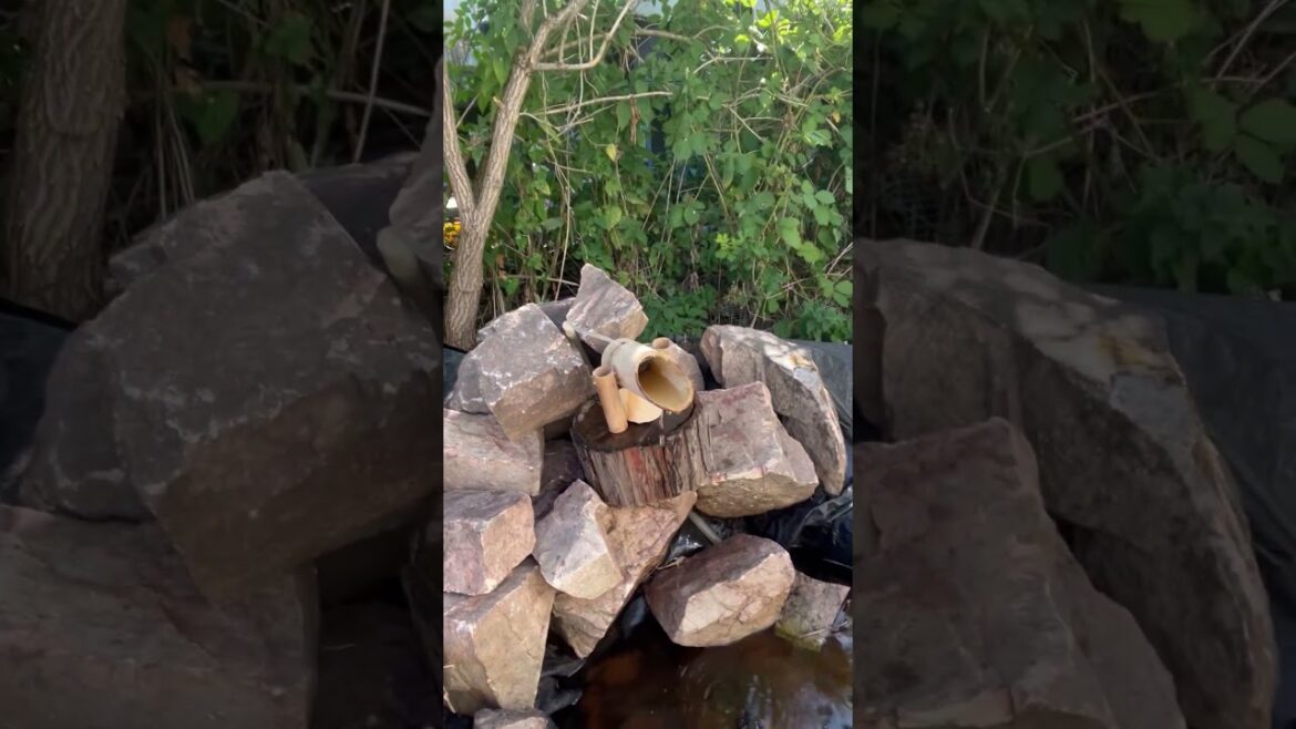 11 July 2025 #gardening Japanese garden 11 July 2025 #gardening Japanese garden