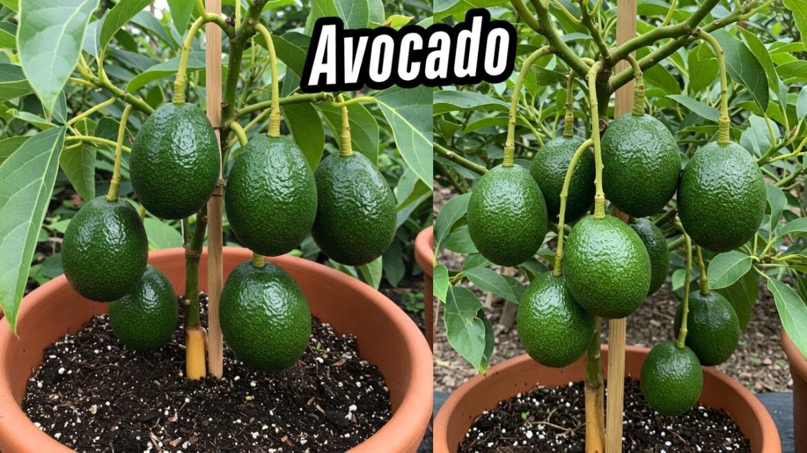 🌿Grow Avocado And Other Fruits Trees FASTER with These PRO Techniques! #live 🌿Grow Avocado And Other Fruits Trees FASTER with These PRO Techniques! #live
