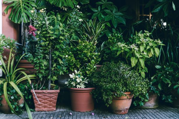 Potted plants outside