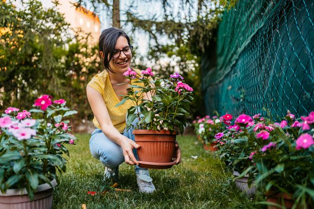 Person gardening