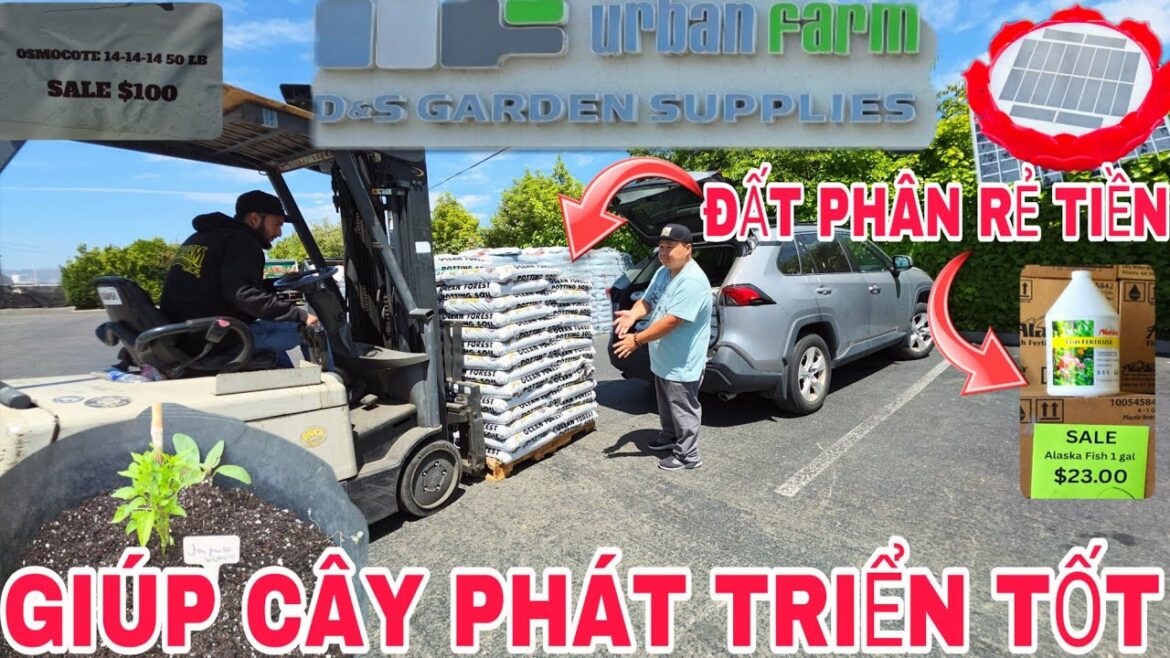 D&S GARDEN SUPPLIES NHIỀU LOẠI PHÂN ĐẤT QUÁ RẺ TIỀN MUA VỀ BÓN THEO CÁCH NÀY GIÚP CÂY PHÁT TRIỂN TỐT
