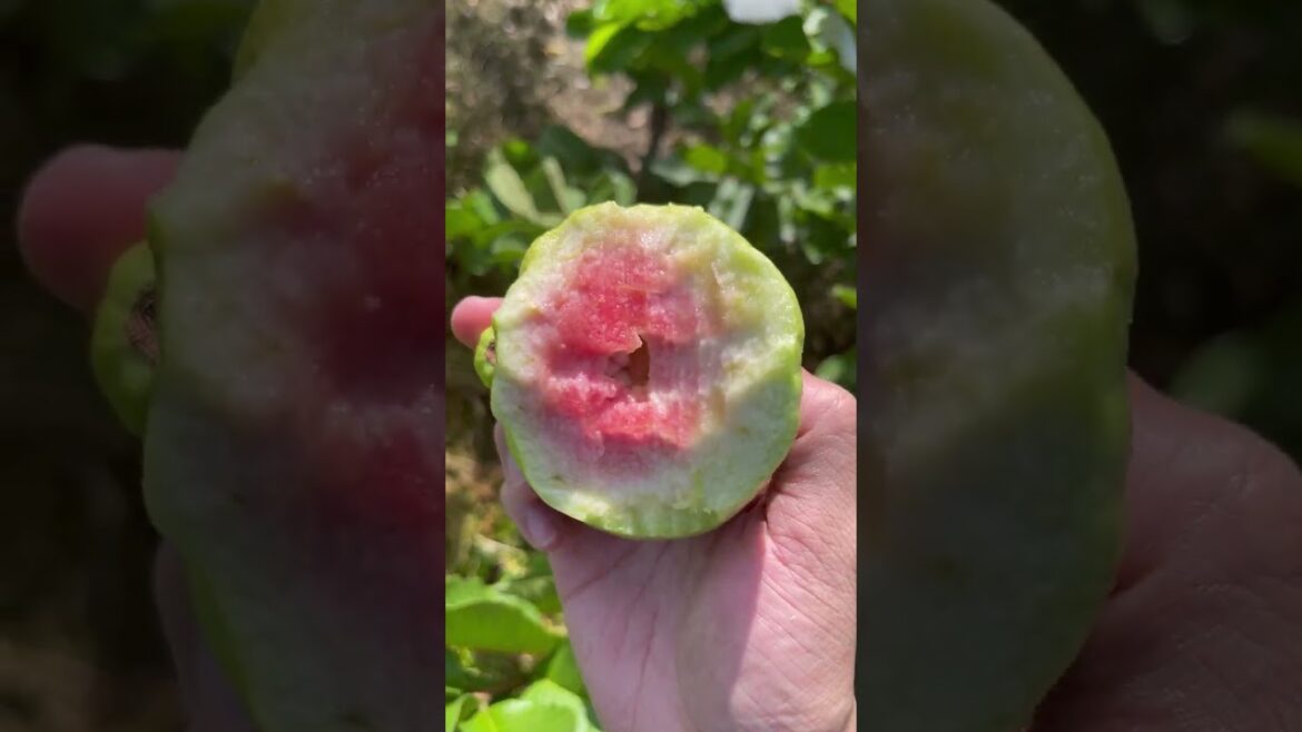 Beautiful Nature with Rural Life - Harvest pineapple, purple corn, watermelon, figs, guava and okra