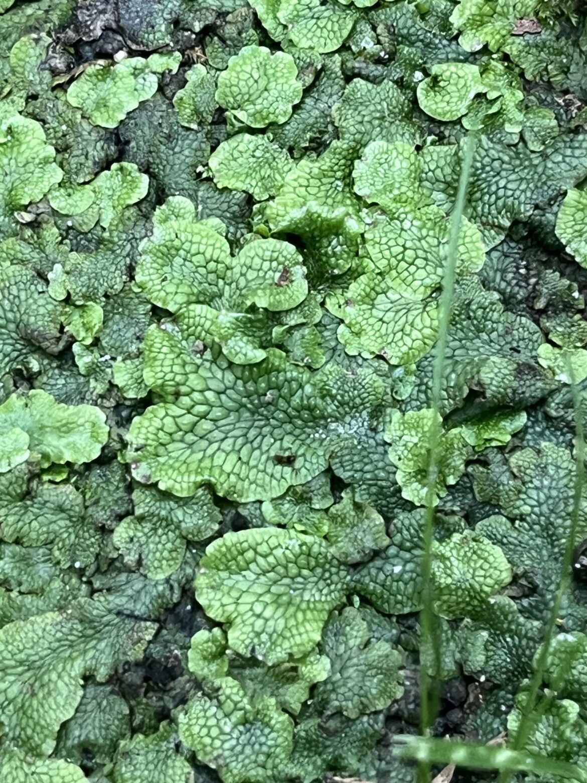Alabama weird plant