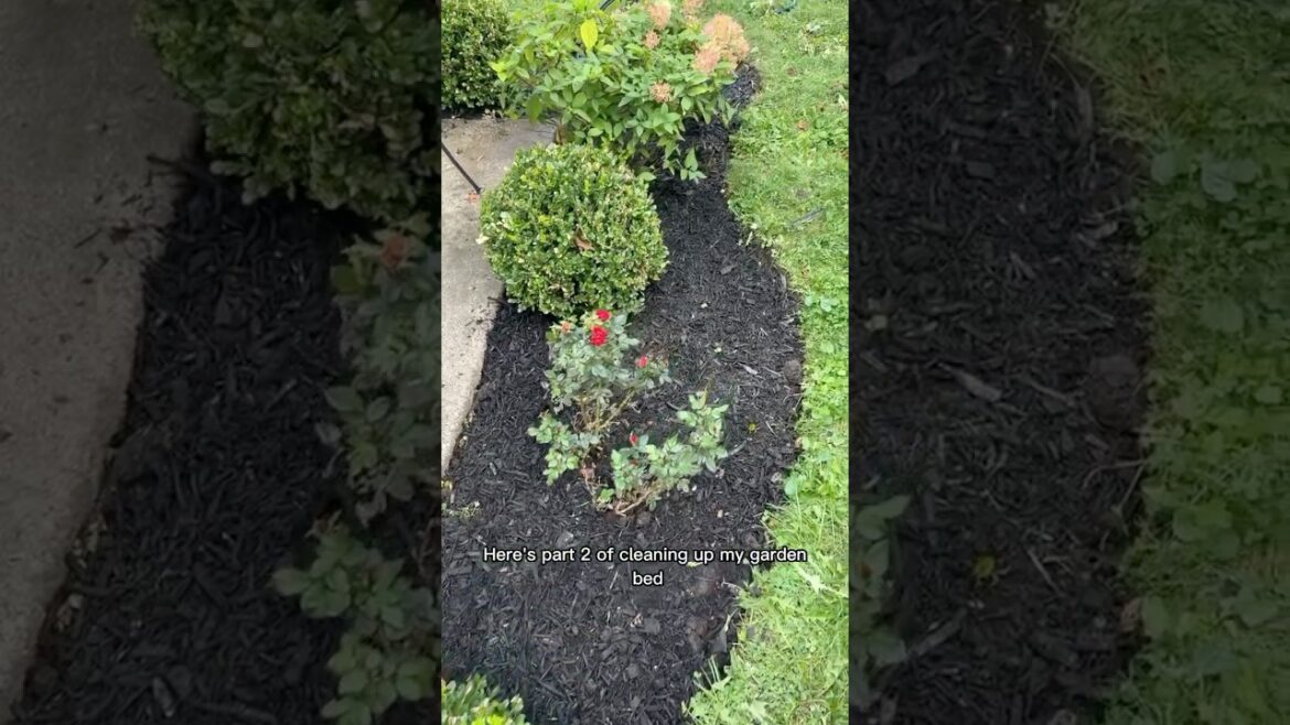 How to Clean Up My Backyard Landscape | Part 2 #gardening #backyardgardening #roses #summerprojects