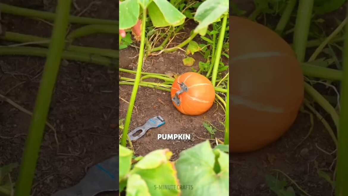 Top 10 Gardening Hacks You’ll Wish You Knew Earlier 🌿 Top 10 Gardening Hacks You’ll Wish You Knew Earlier 🌿