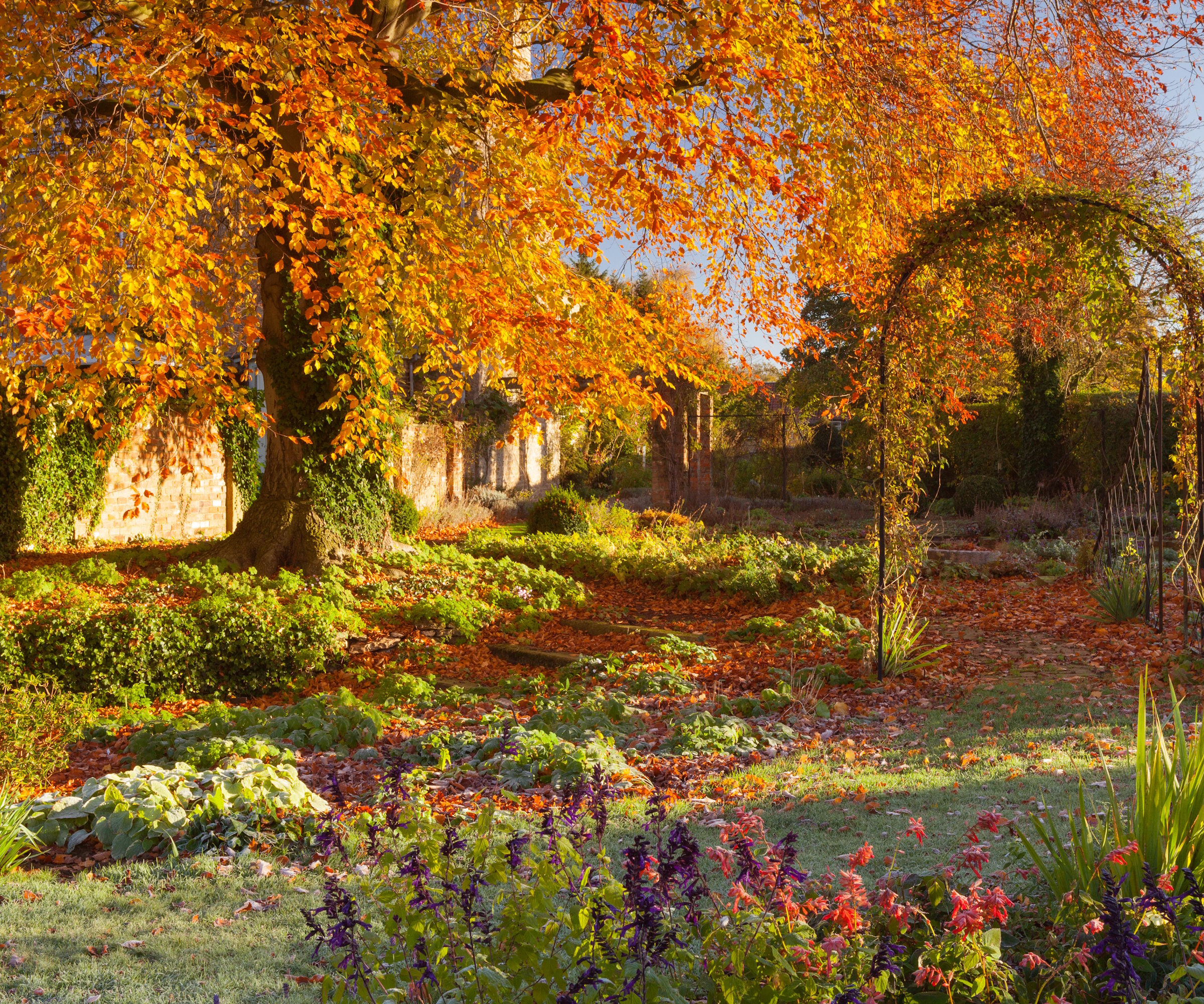 Garden in fall with dropped leaves and the last flowers