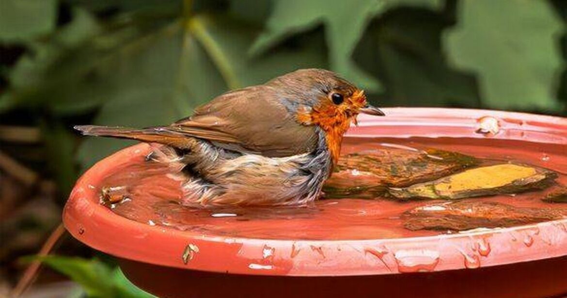 UK gardeners told to leave one common food item out for robins Ipso logo