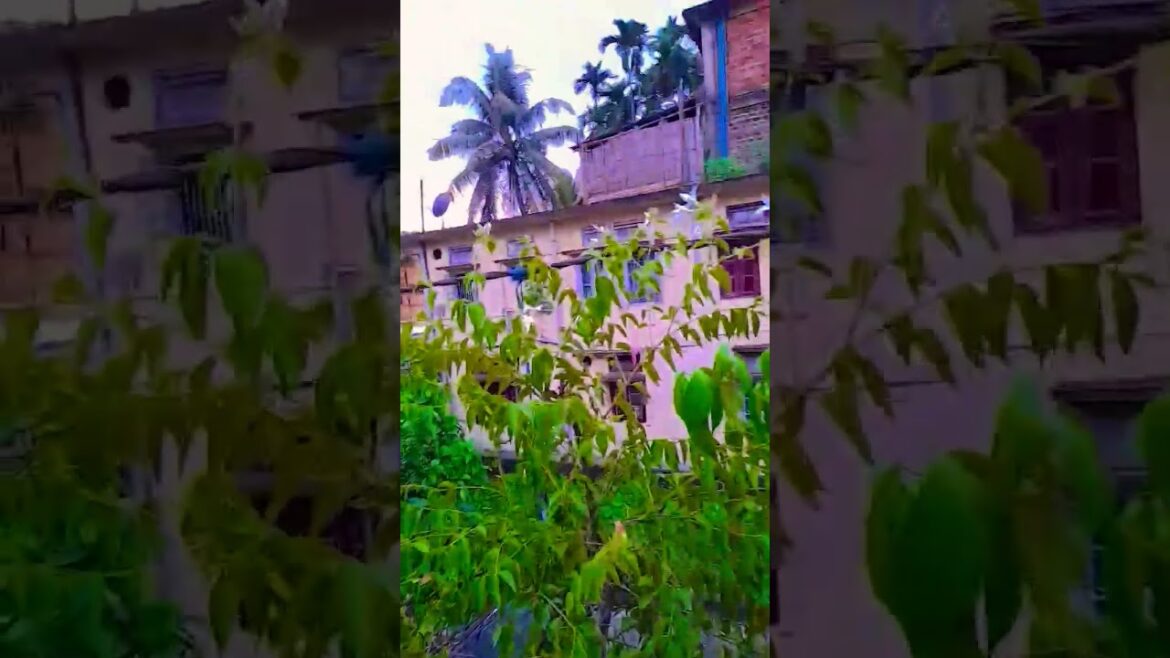 good morning shobaike #song #love #gardening #shorts #youtube #trends #yt @soundofsoul