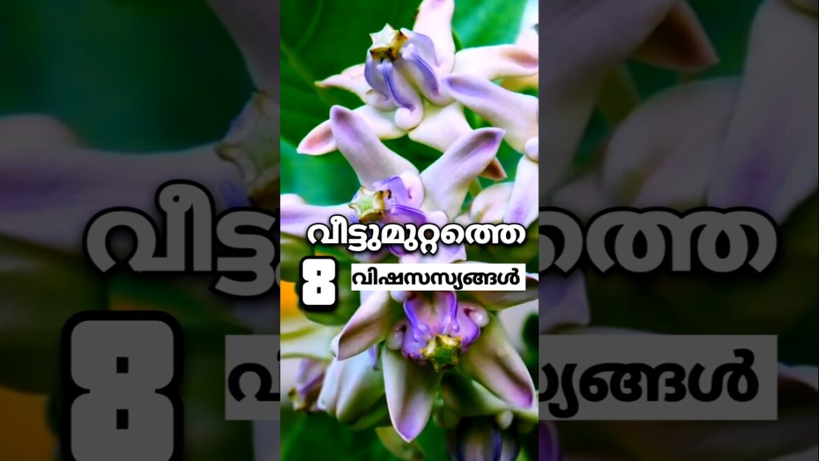 വീട്ടുമ്മുറ്റത്തെ വിഷ സസ്യങ്ങൾ | കുട്ടികൾ ഉള്ളവർ അറിയുക #krishi #farming #plants #garden #tips