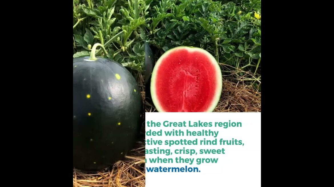 Century Star Watermelon Easy to Grow and Delicious #aaswinner  #garden #plants#watermelon