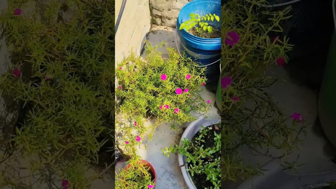 gardening ☺️is good for health #flowers 🌺 gardening ☺️is good for health #flowers 🌺