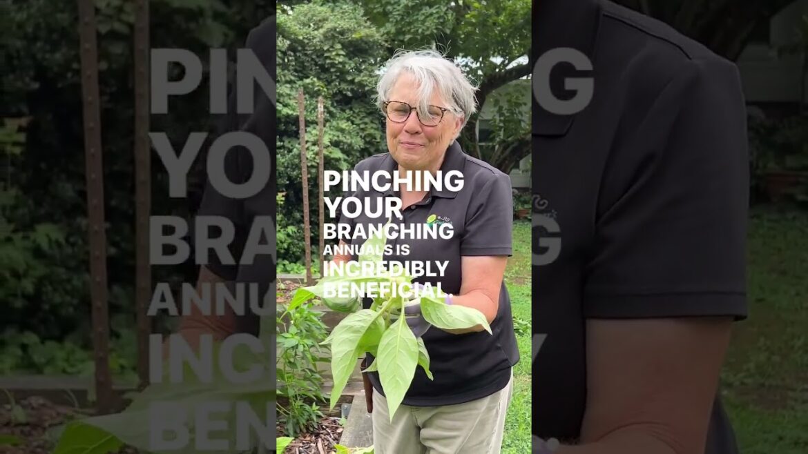 Anybody want to quadruple the number of great stems on a single plant? Watch the video and practice Anybody want to quadruple the number of great stems on a single plant? Watch the video and practice