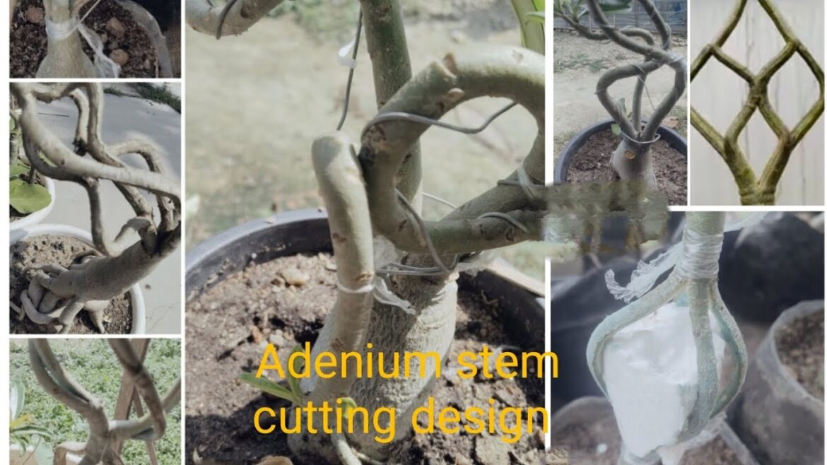 Adenium plant cutting design techniques#gardening#garden#trends Adenium plant cutting design techniques#gardening#garden#trends
