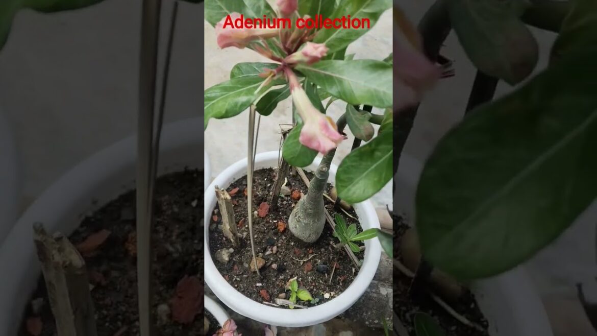 Adenium: The Most Beautiful Flower#shorts#gardening#garden