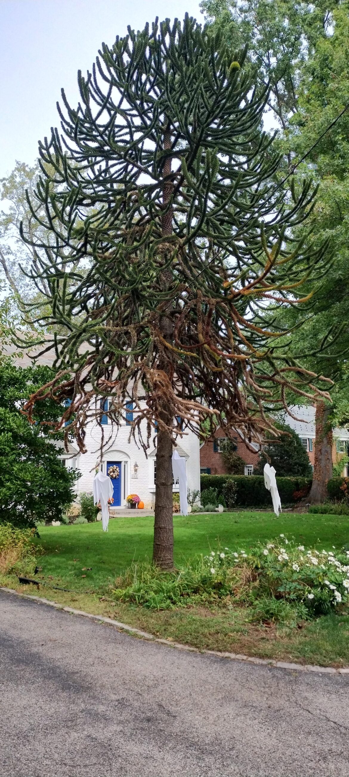 Is this a Monkey puzzle tree? If so, what is it doing on Long Island???