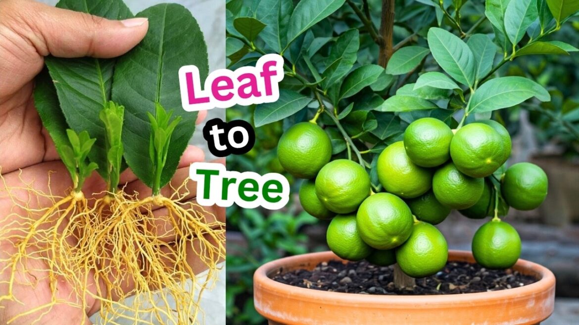 🌿Grow Your Lemon Tree from Leaves with This Proven Method🍃 🌿Grow Your Lemon Tree from Leaves with This Proven Method🍃