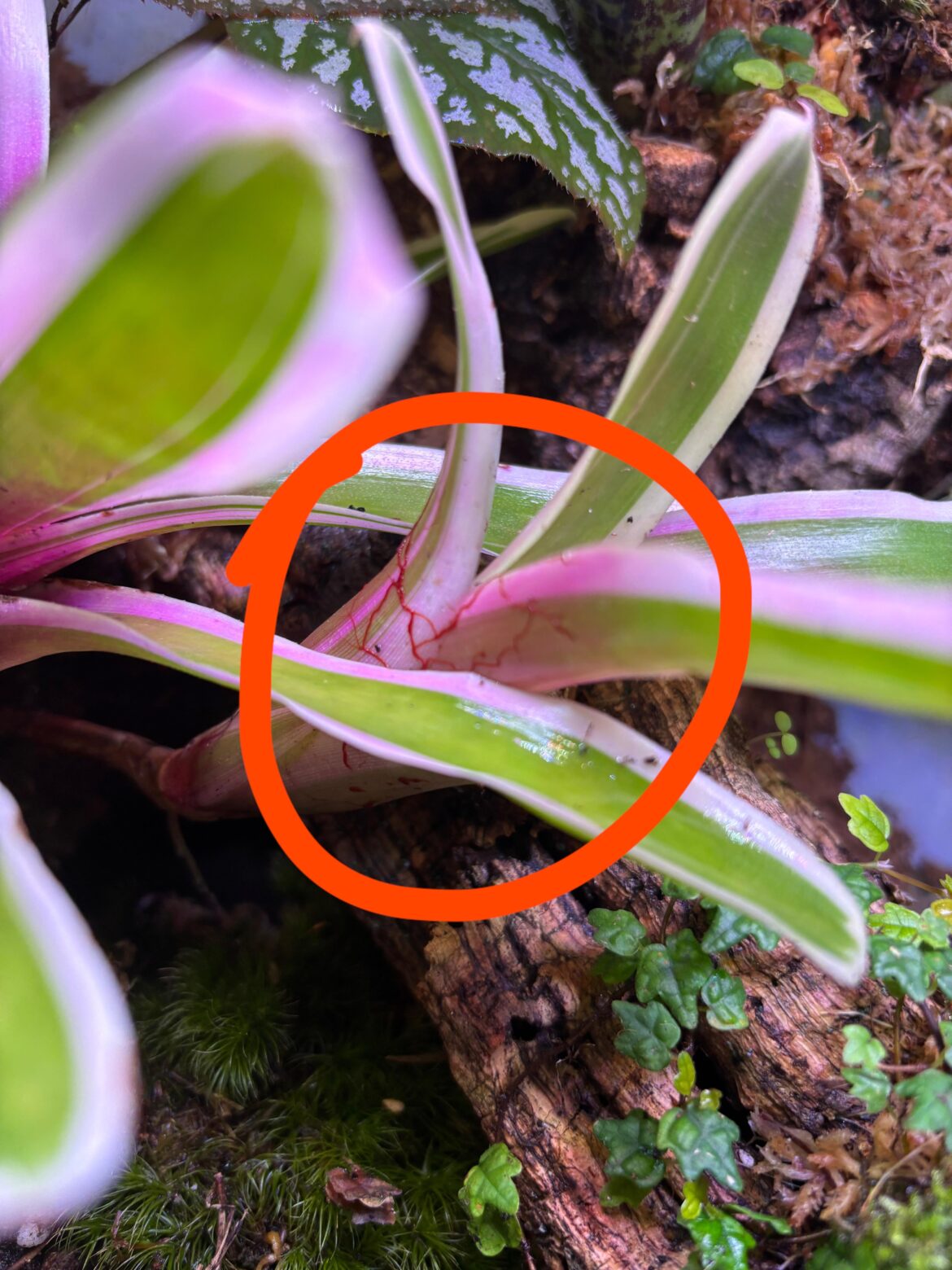 Anyone know what this is?