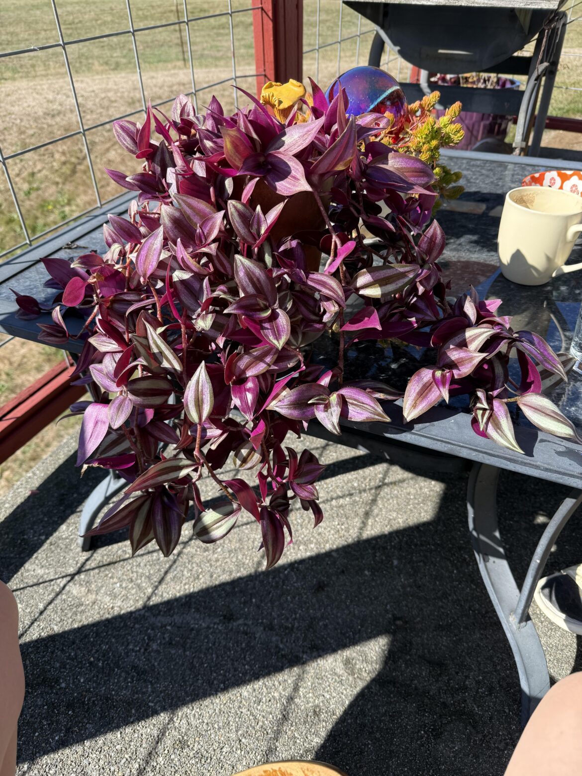 Where are the plants you didn’t want to survive, and put them on the porch now they look the best out of all your plants…