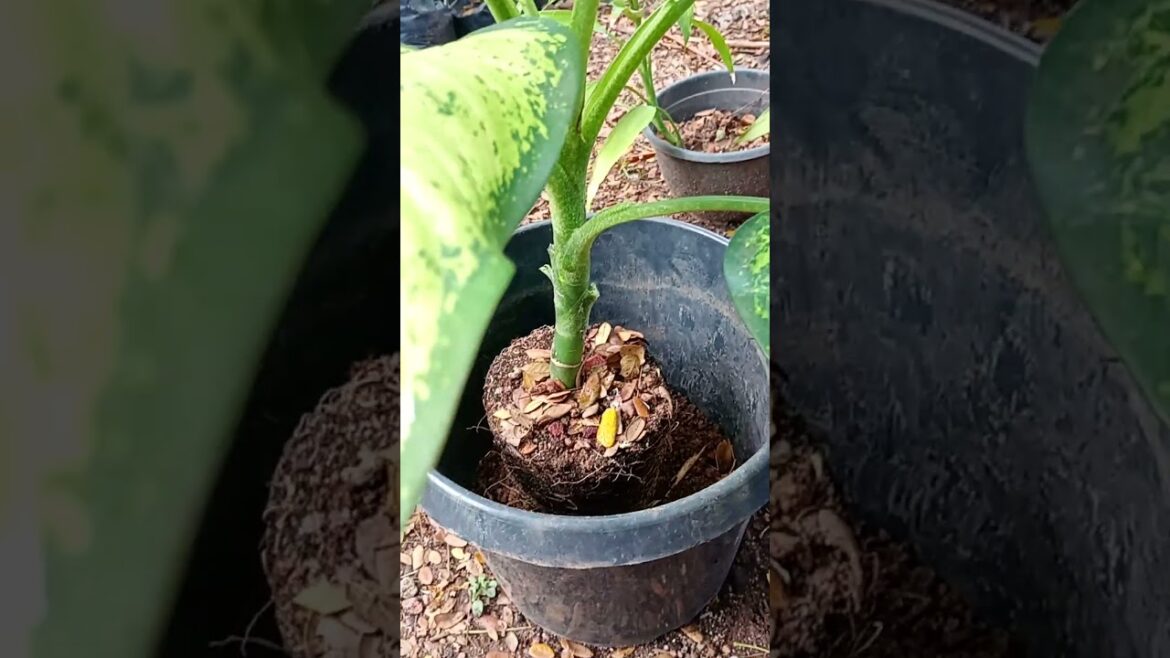 indoor #plants #ihavethisthingwithplants #home#garden #design #nature #gardening #lifeisbutadream
