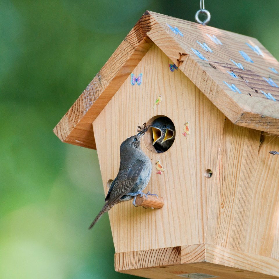 House wren feeds bug to babies in birdhouse