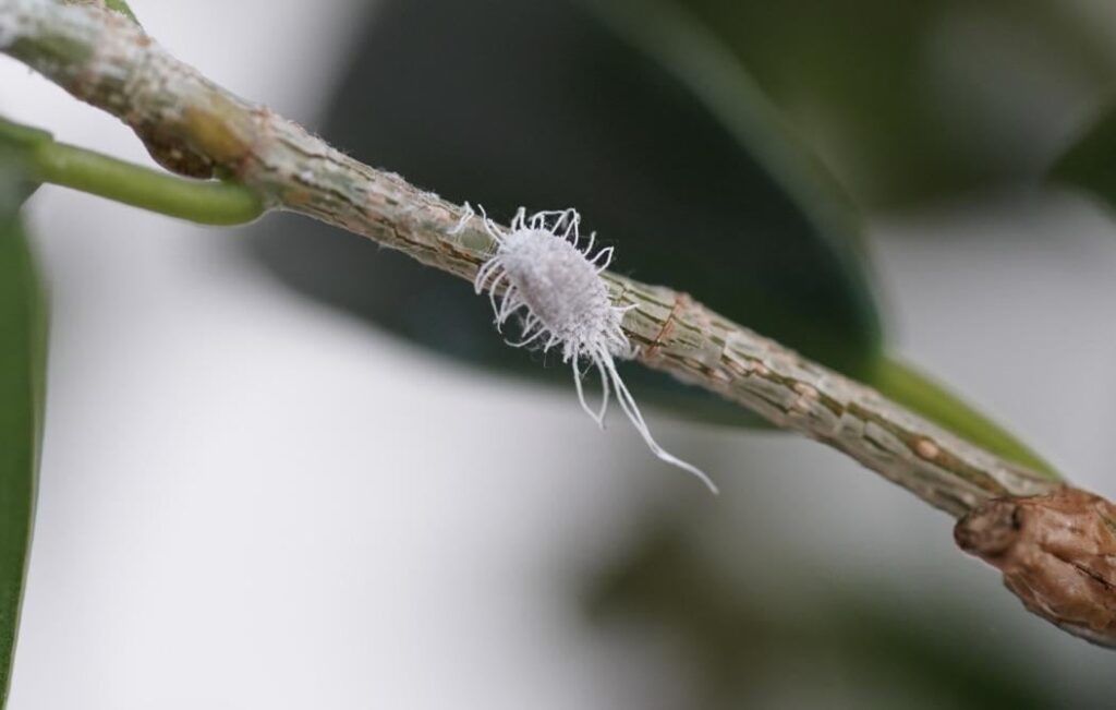 Pest on my bonsai Ficus Pest on my bonsai Ficus