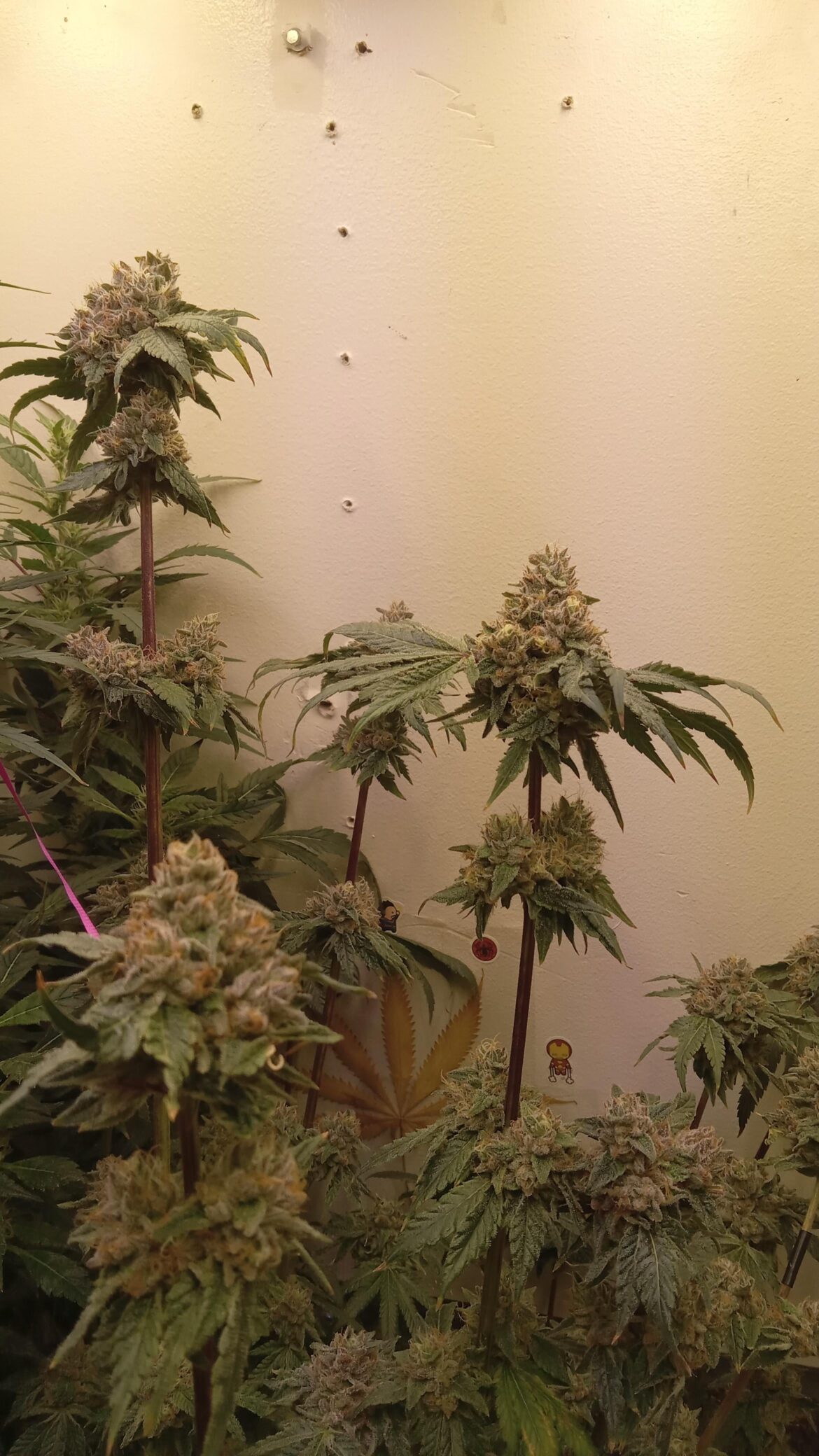 I think GG4 is ready to be pulled. What you all think?