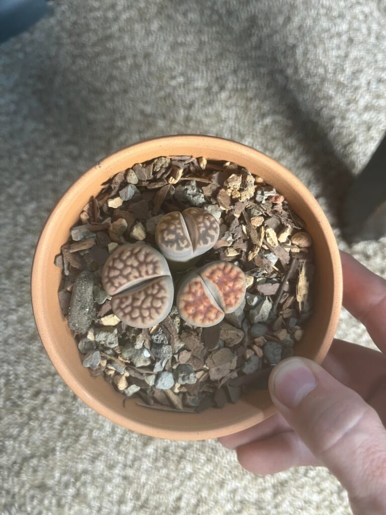 July 13 to September 16…interesting watching them get thirstier