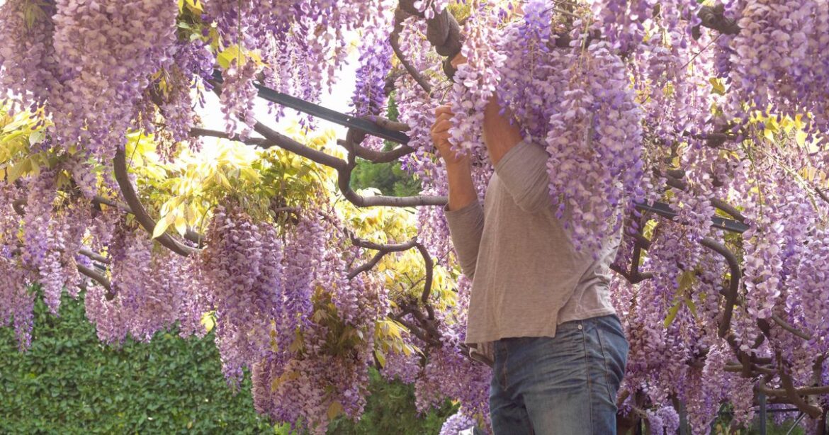 Gardeners warned over 5 plants to prune in September before it’s too late Ipso logo