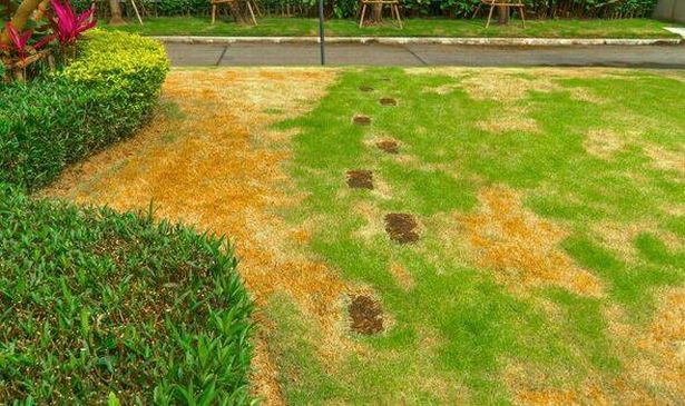 Picture of a patchy yellow lawn at the end of summer