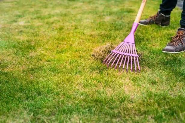 Cleaning up the grass with a rake.