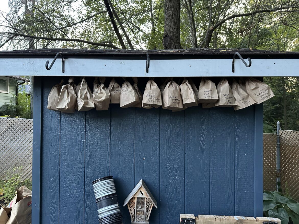 Seed saving season heating up now… Seed saving season heating up now…