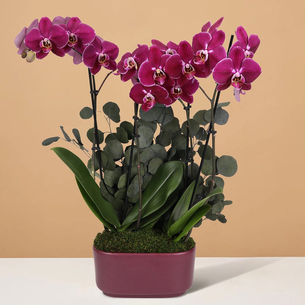 Large Double Orchid