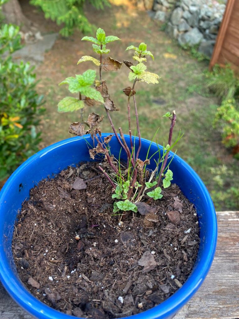 Why are my proplifted mints dying?