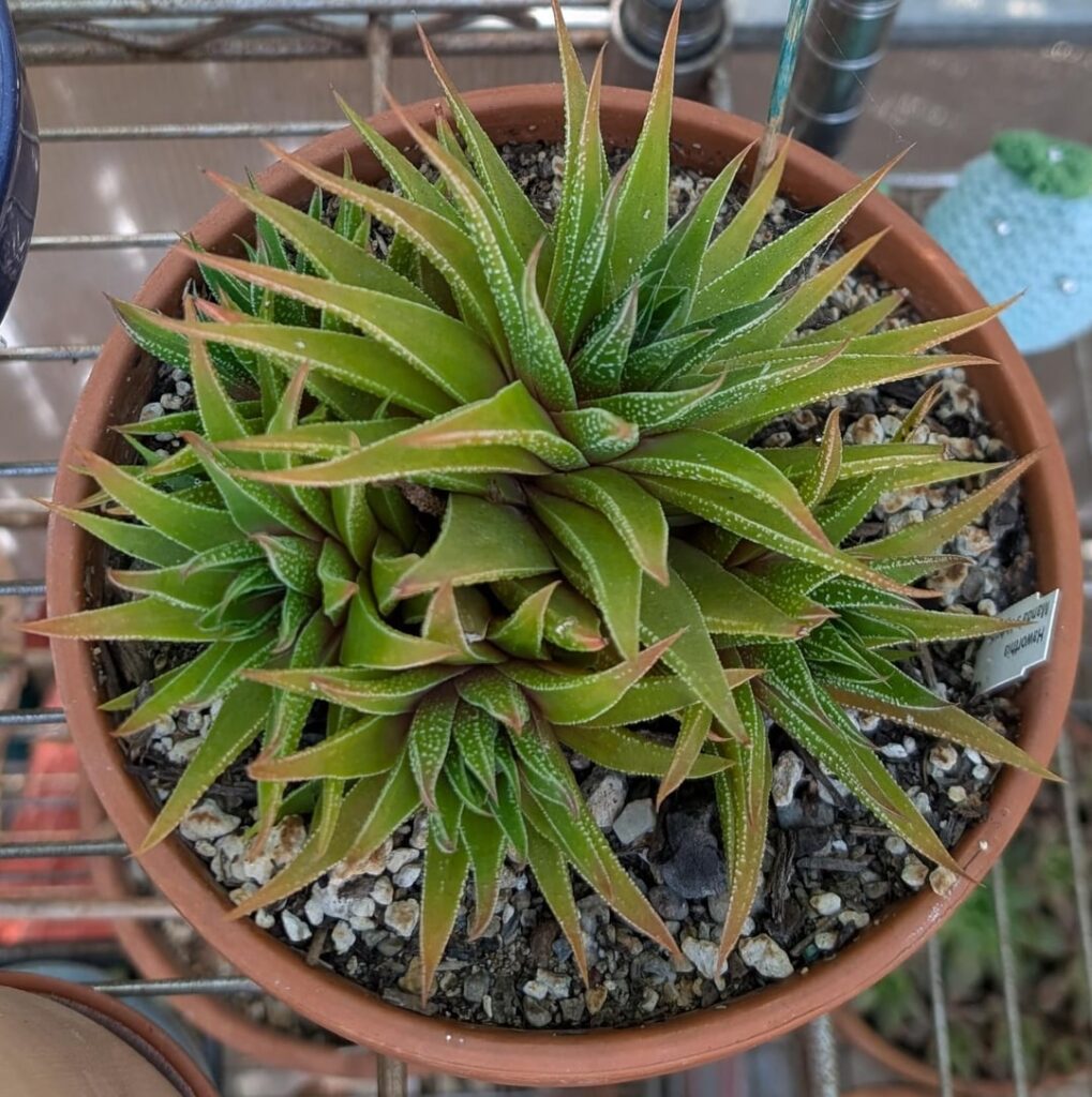 Colors of Haworthias