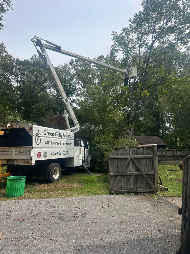 Getting this lantern fly infested Tree of Heaven taken out finally.