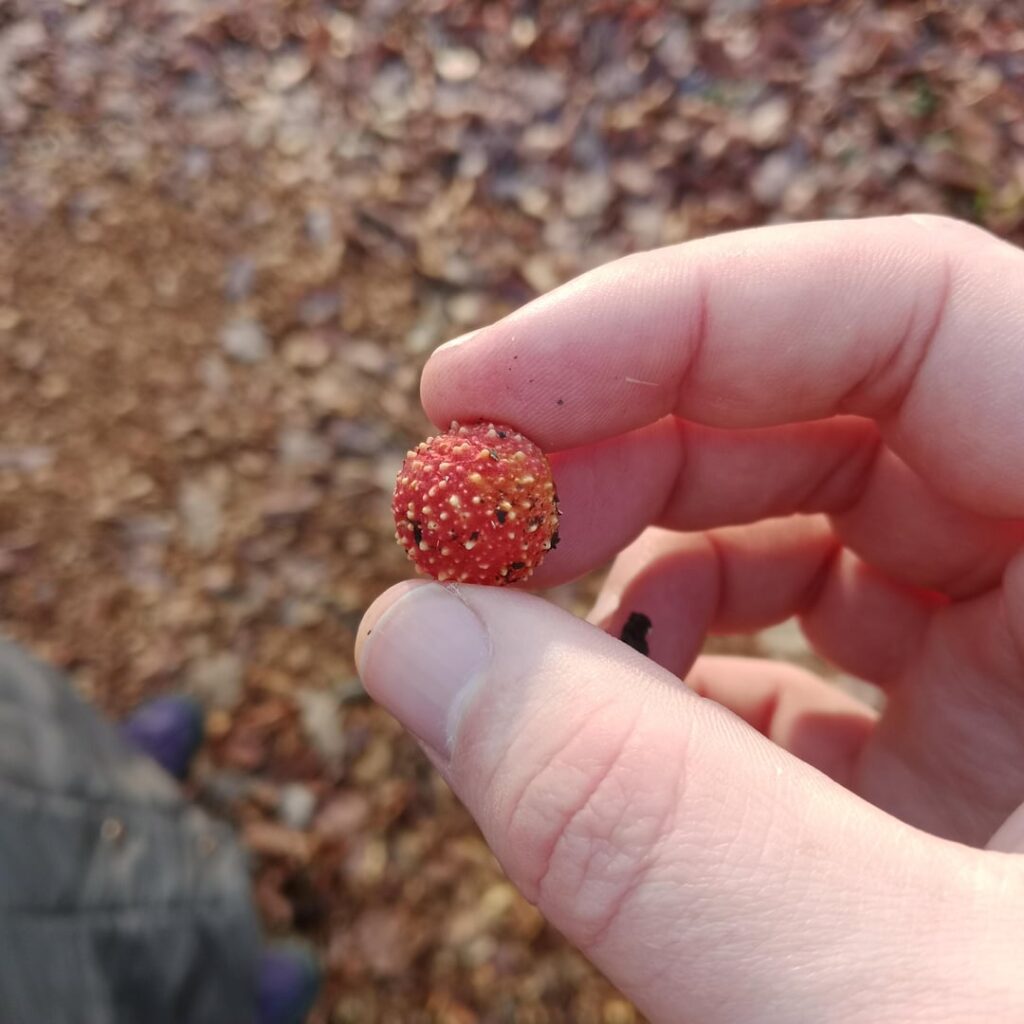 What fruit/berry is this? What fruit/berry is this?
