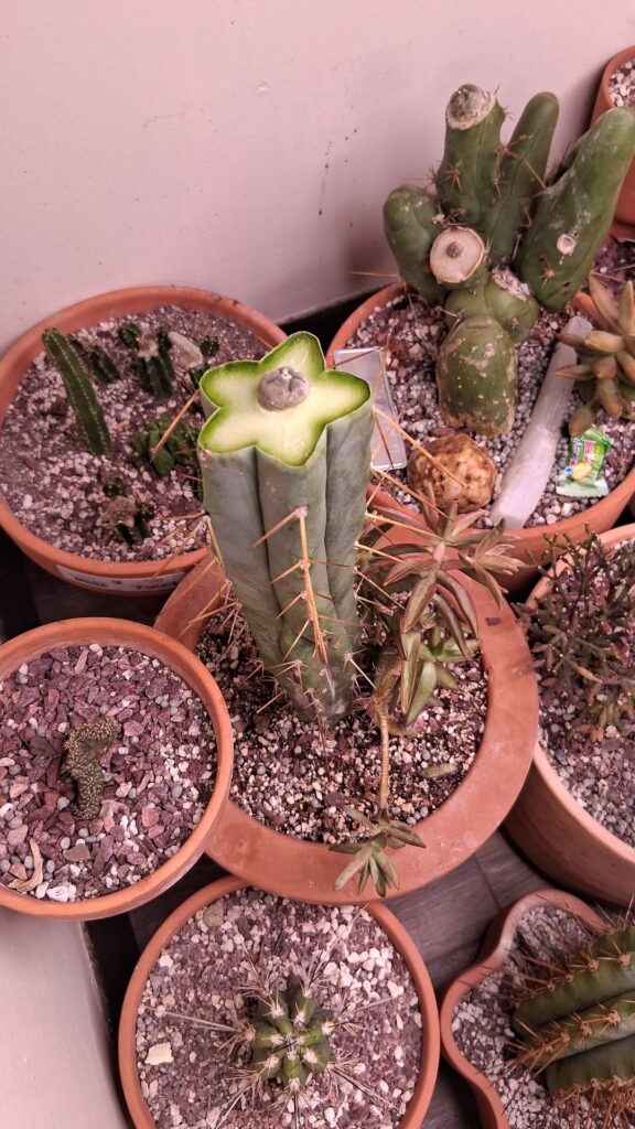Random grafts