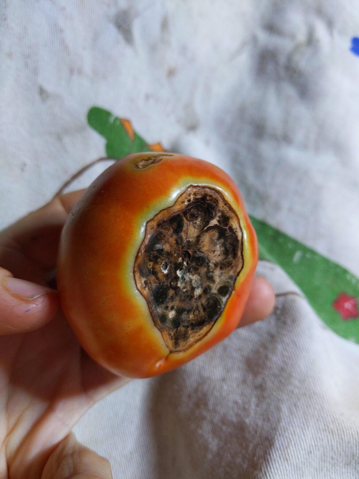 What caused this on the tomatoes ?