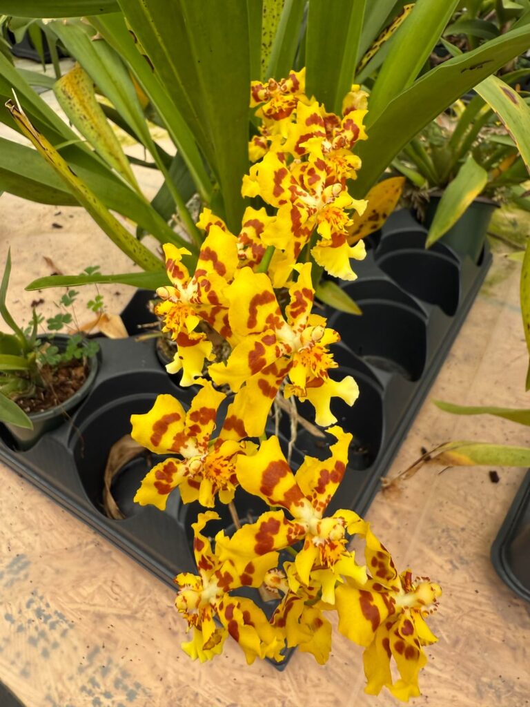 Rainbeau Orchids in Milton,Ga