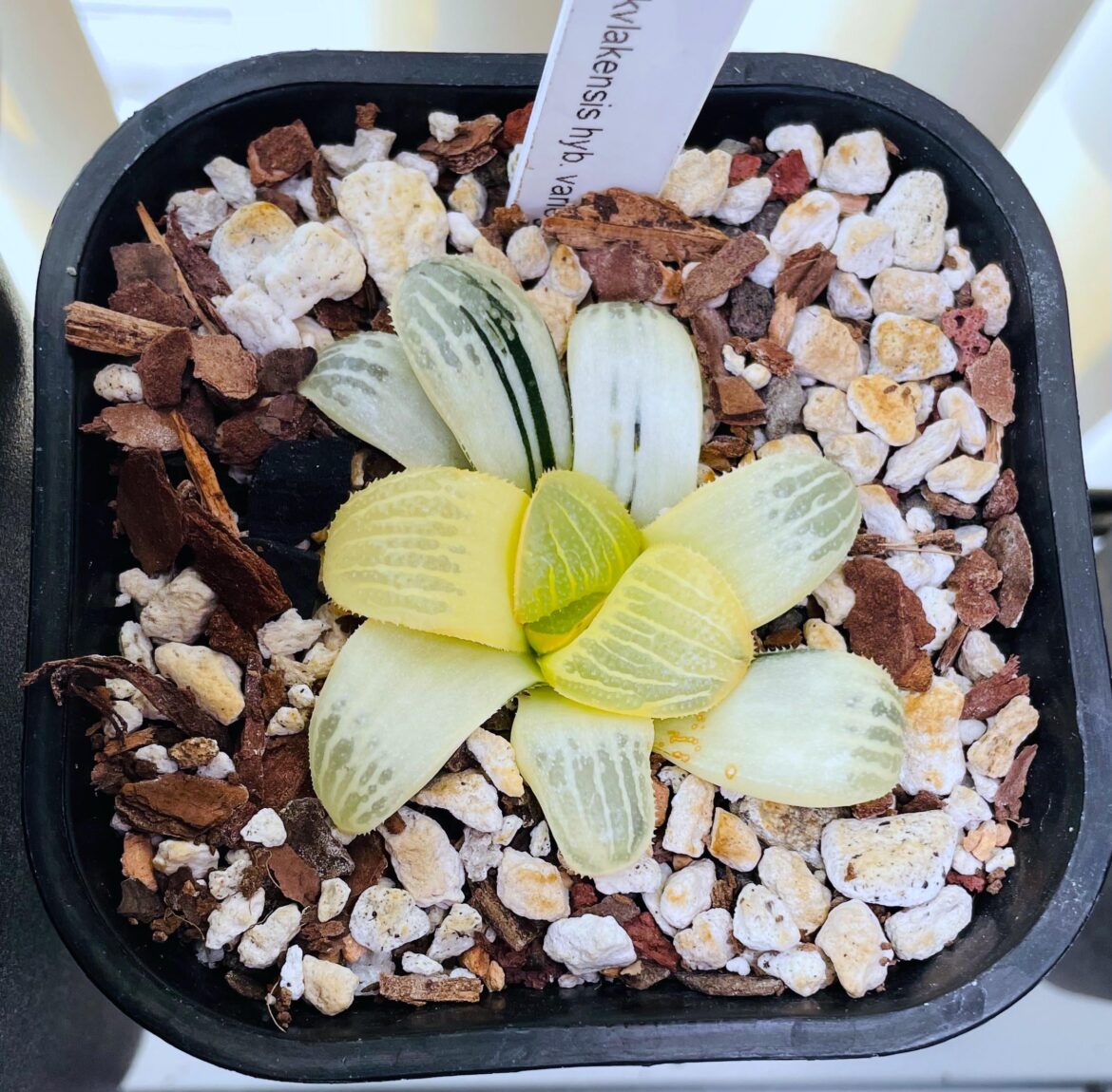 Variegated springbok hybrid