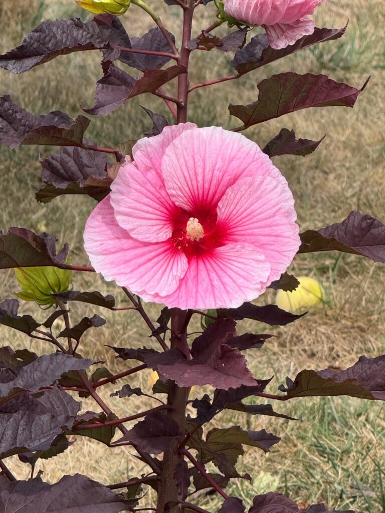 Had to stop walking- she DEMANDED attention 🌺✨