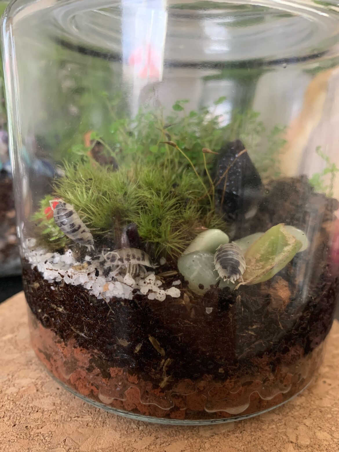 Anyone else have an obsession with their terrariums janitorial staff?