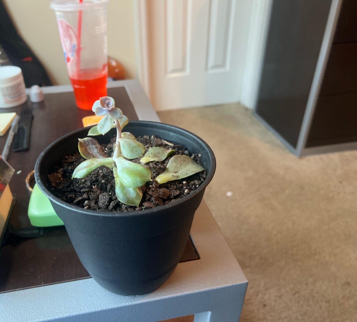 Echeveria help