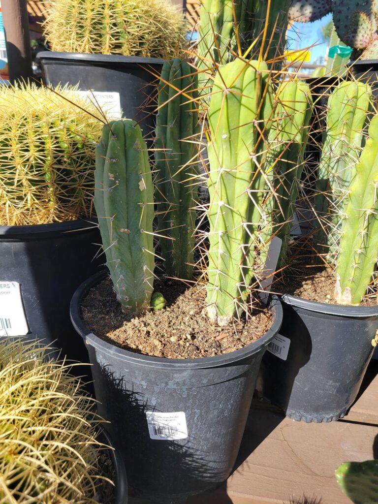 Mislabeled at nursery?