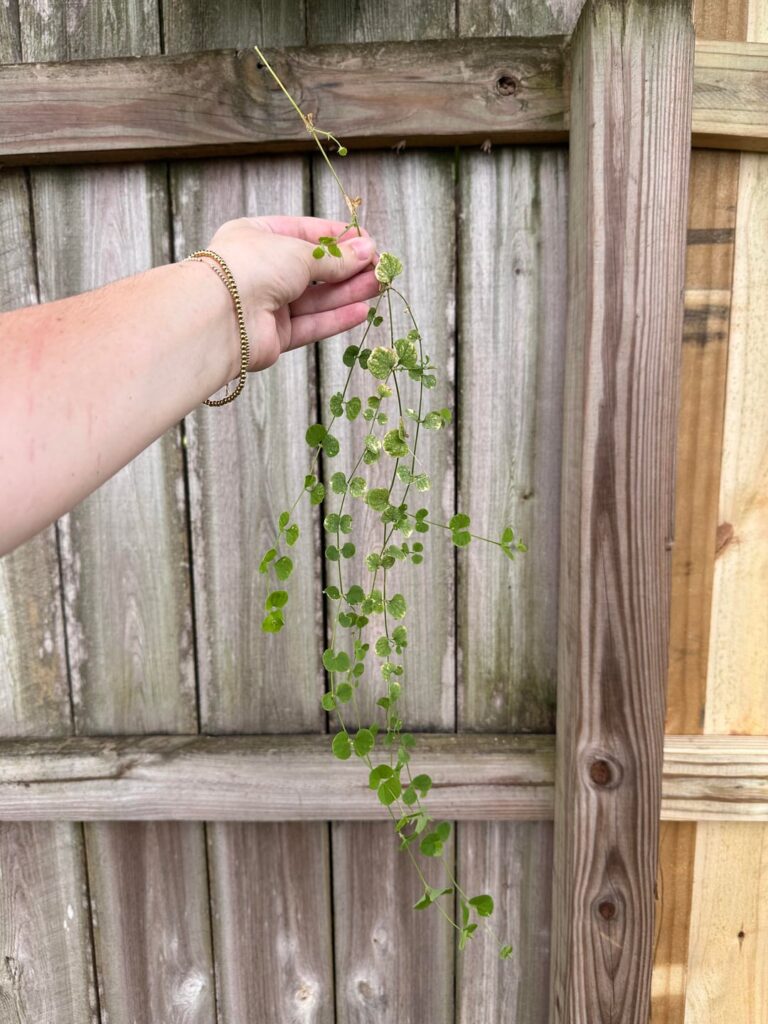 Can I propagate?
