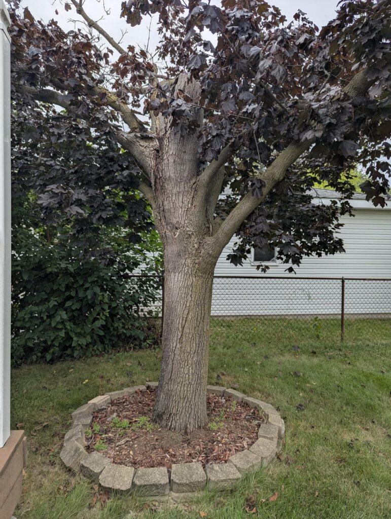 Do I need to cut my tree down?